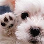 Cutest Paw