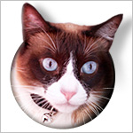 Procatinator